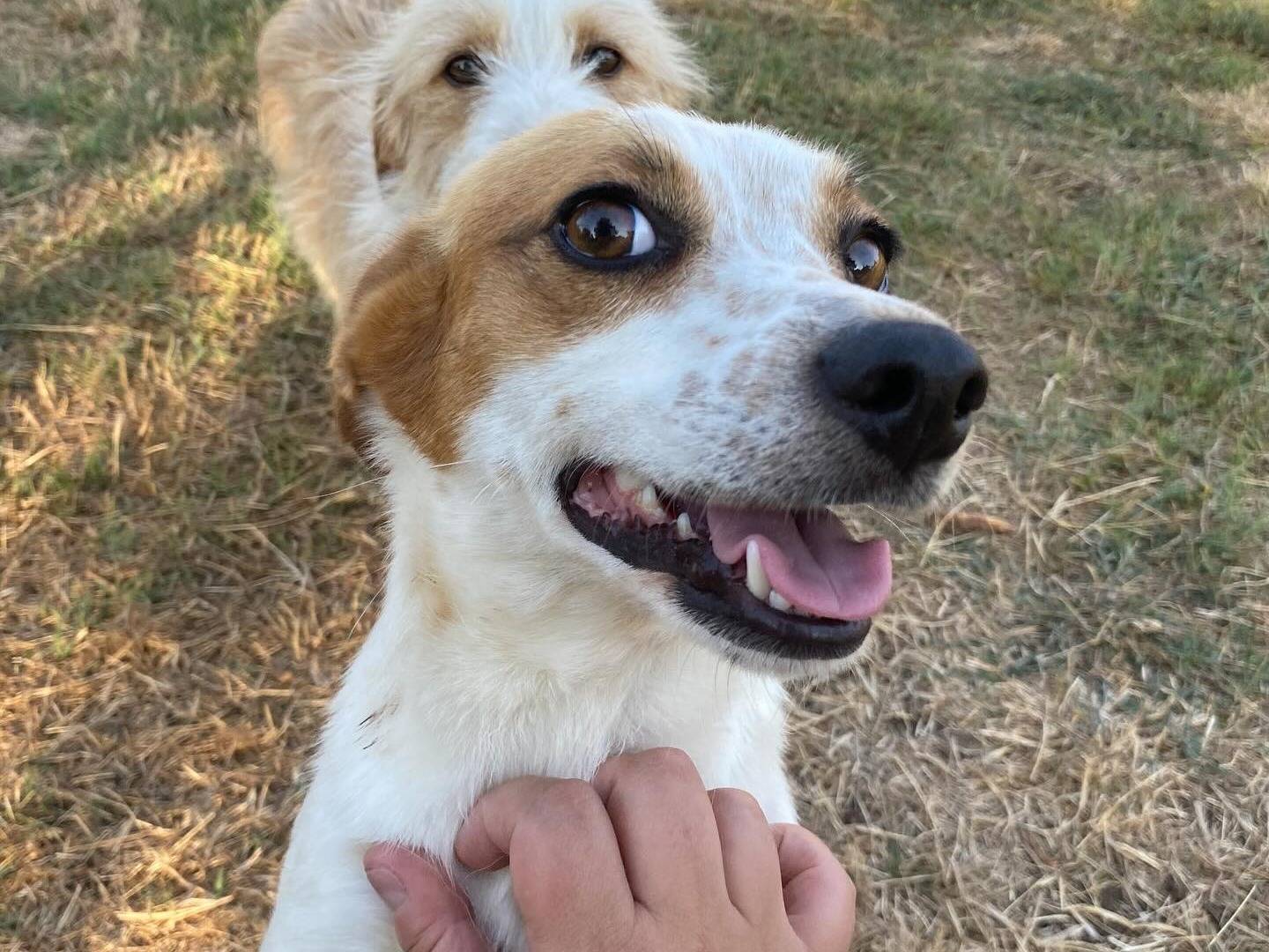 Vuoi adottare un cane a Latina?