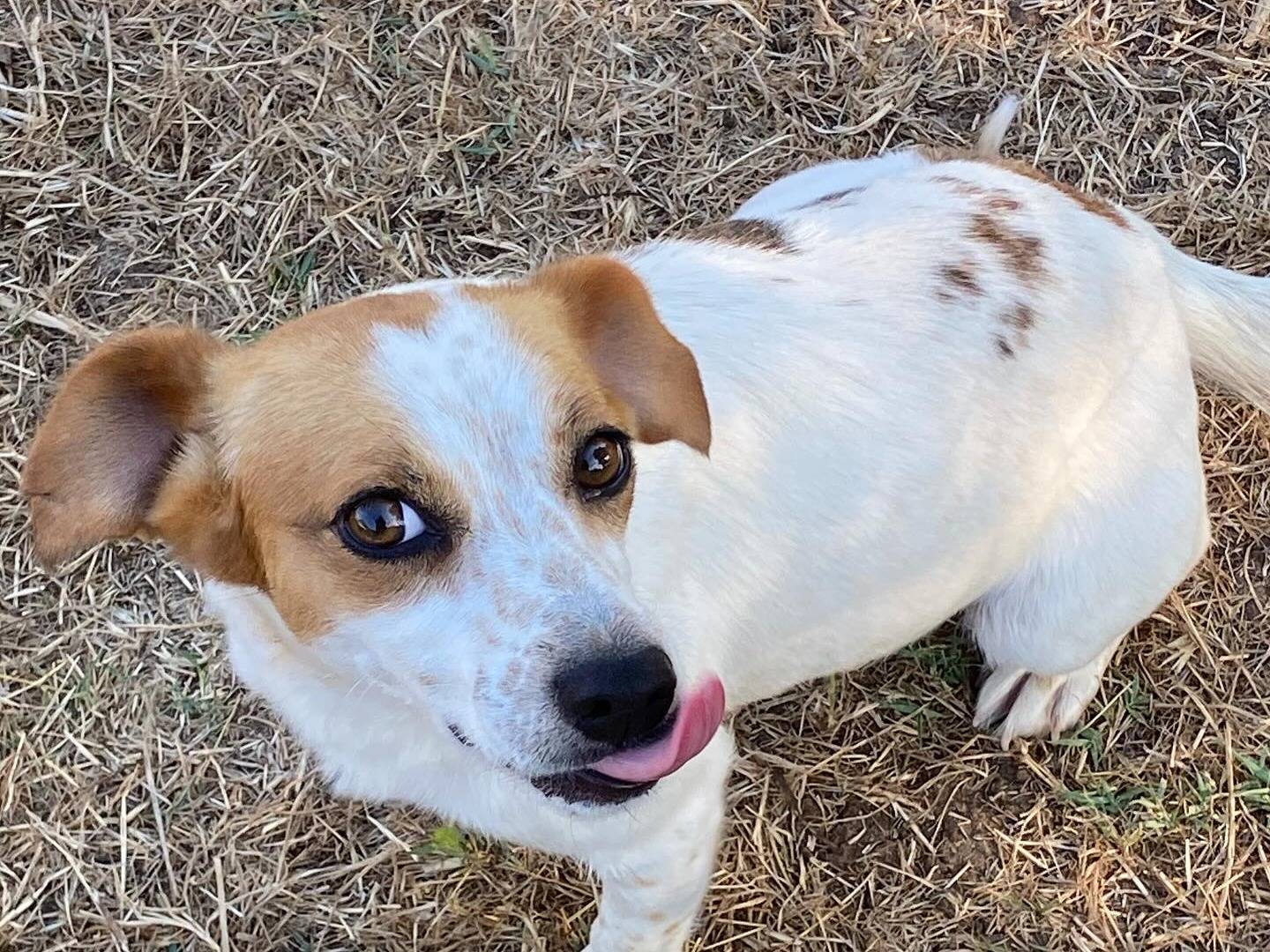 Adotta il cane Masha a Latina