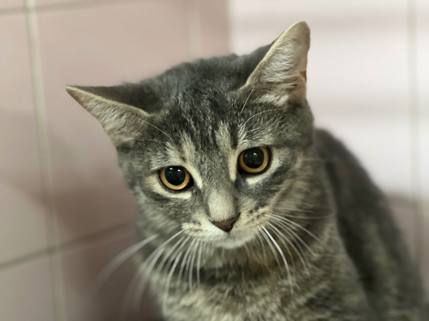 Adozione gatto, femmina, Razza sconosciuta Razza sconosciuta, 1 mesi, taglia non valida, Milano