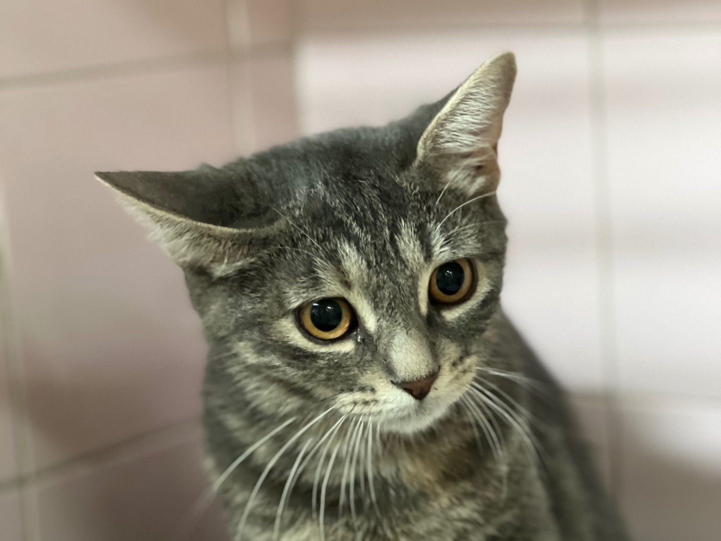 Adotta un gatto, femmina, 1 mesi, Milano