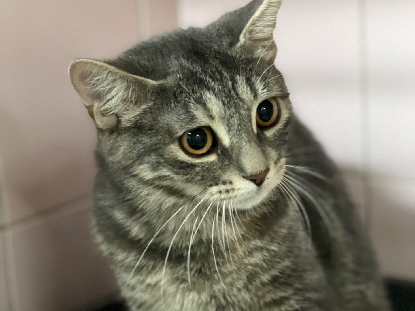 Adotta un gatto, taglia non valida, femmina, Milano