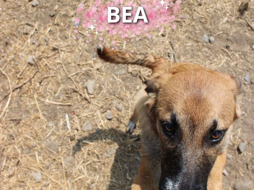 Adotta un cane, femmina, 6 mesi, Crotone