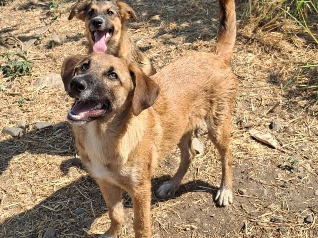 Adotta un cane, taglia media, femmina, Crotone