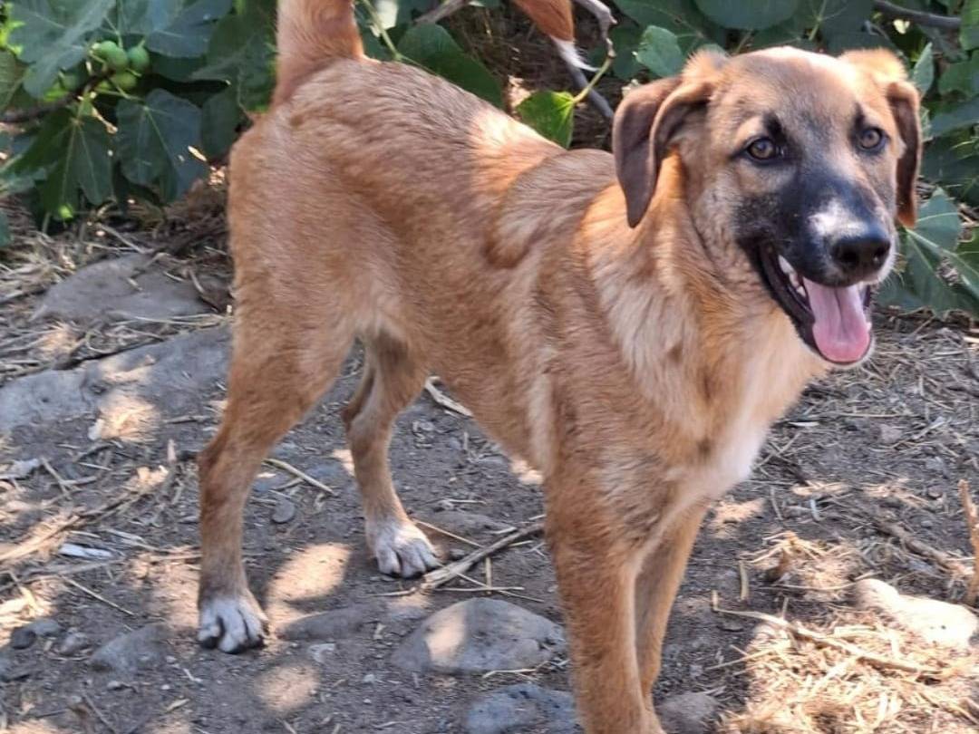 Vuoi adottare un cane a Crotone?
