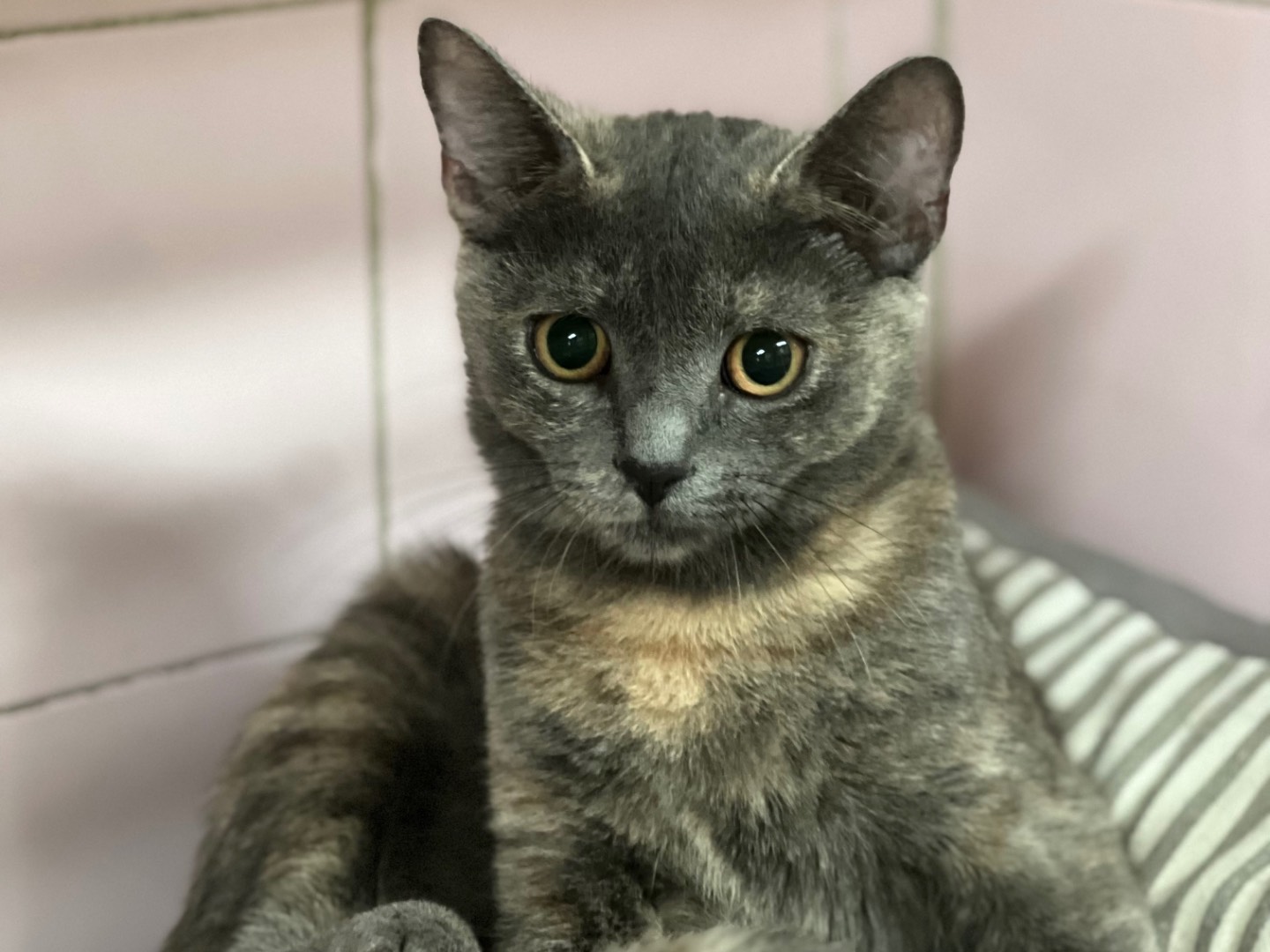 Adozione gatto, femmina, Razza sconosciuta Razza sconosciuta, 1 mesi, taglia non valida, Milano