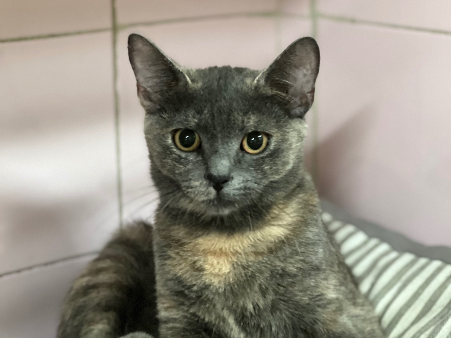 Adotta un gatto, femmina, 1 mesi, Milano