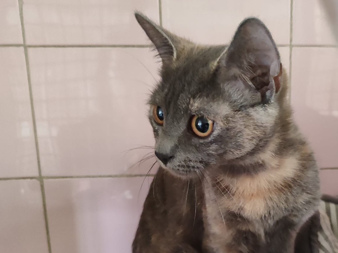 Adotta un gatto, taglia non valida, femmina, Milano