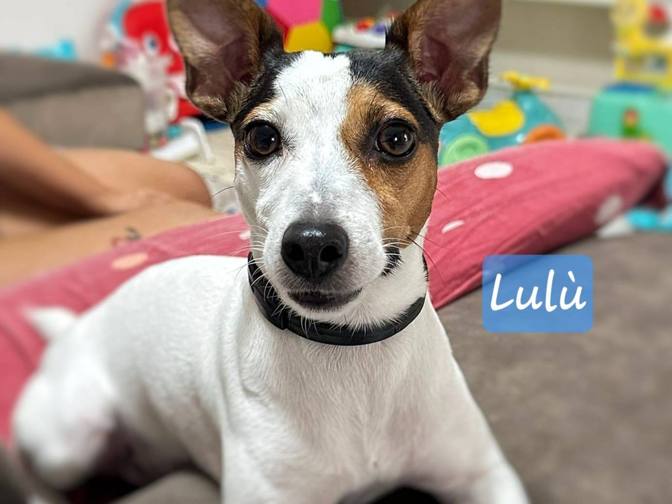 Adozione cane, femmina, Jack Russell Terrier Razza sconosciuta, 5 anni e 1 mese, taglia piccola, Crotone