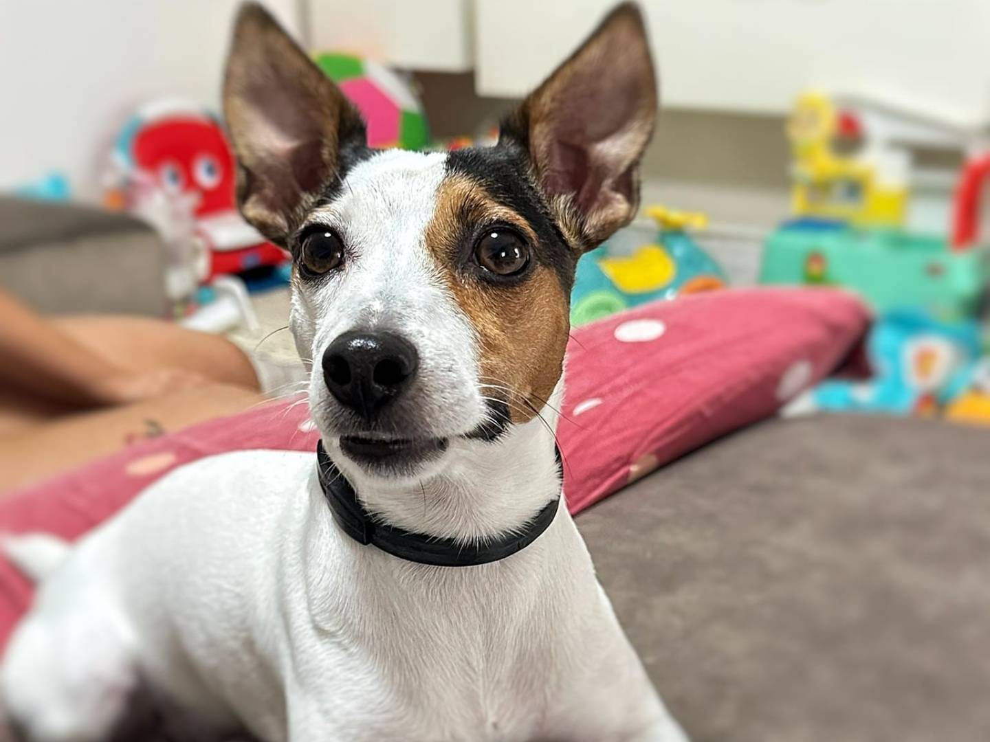 Adotta un cane, taglia piccola, femmina, Crotone