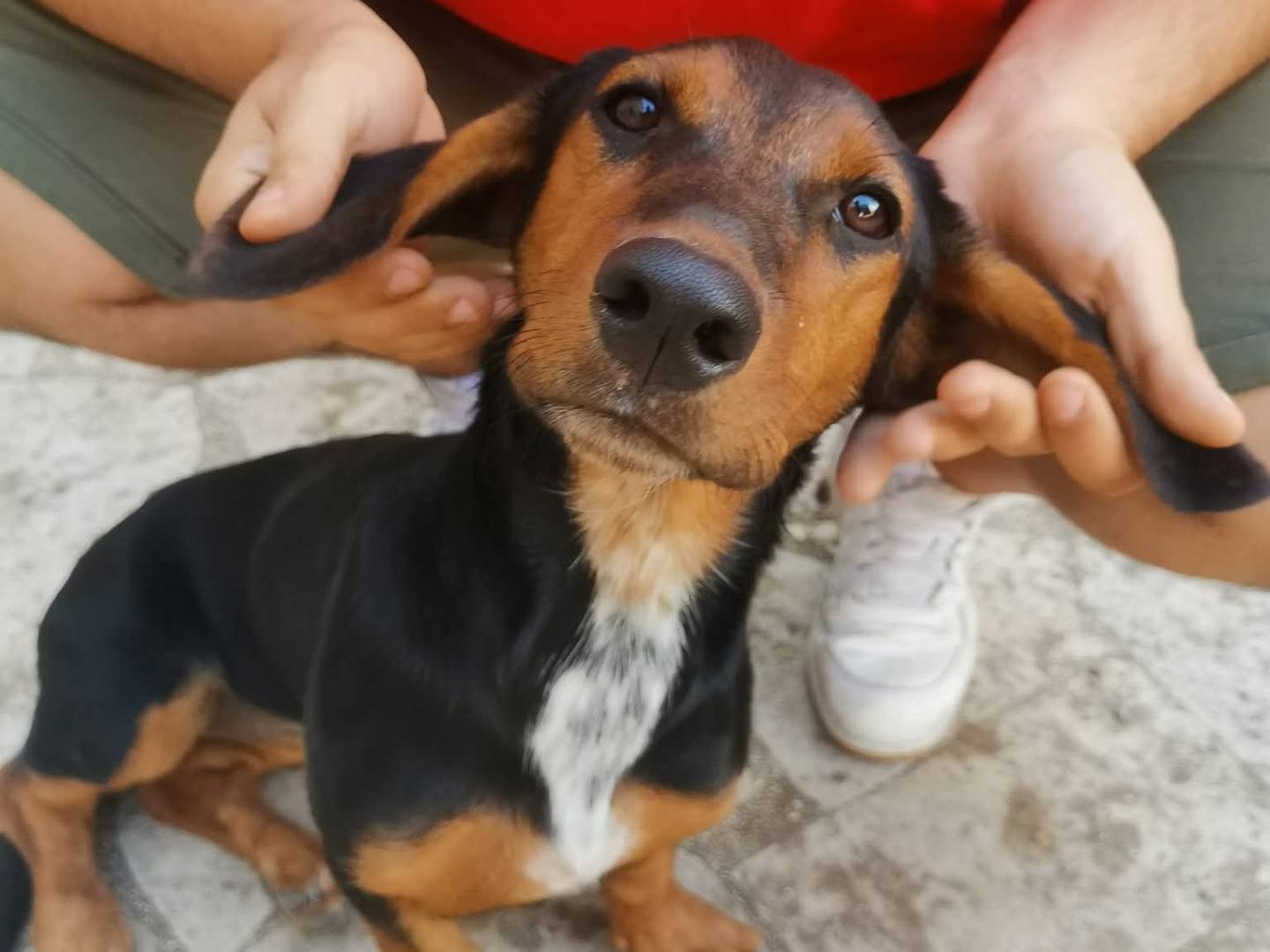 Adozione cane, femmina, Razza sconosciuta Razza sconosciuta, 6 mesi, taglia piccola, Viterbo