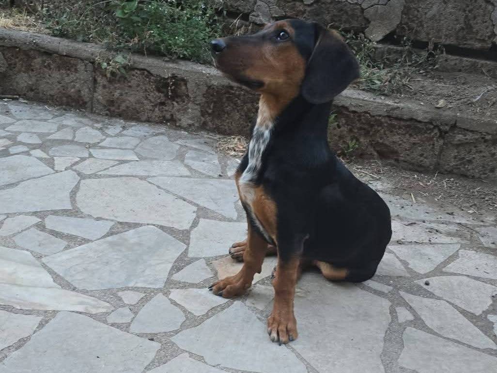 Adotta un cane, femmina, 6 mesi, Viterbo