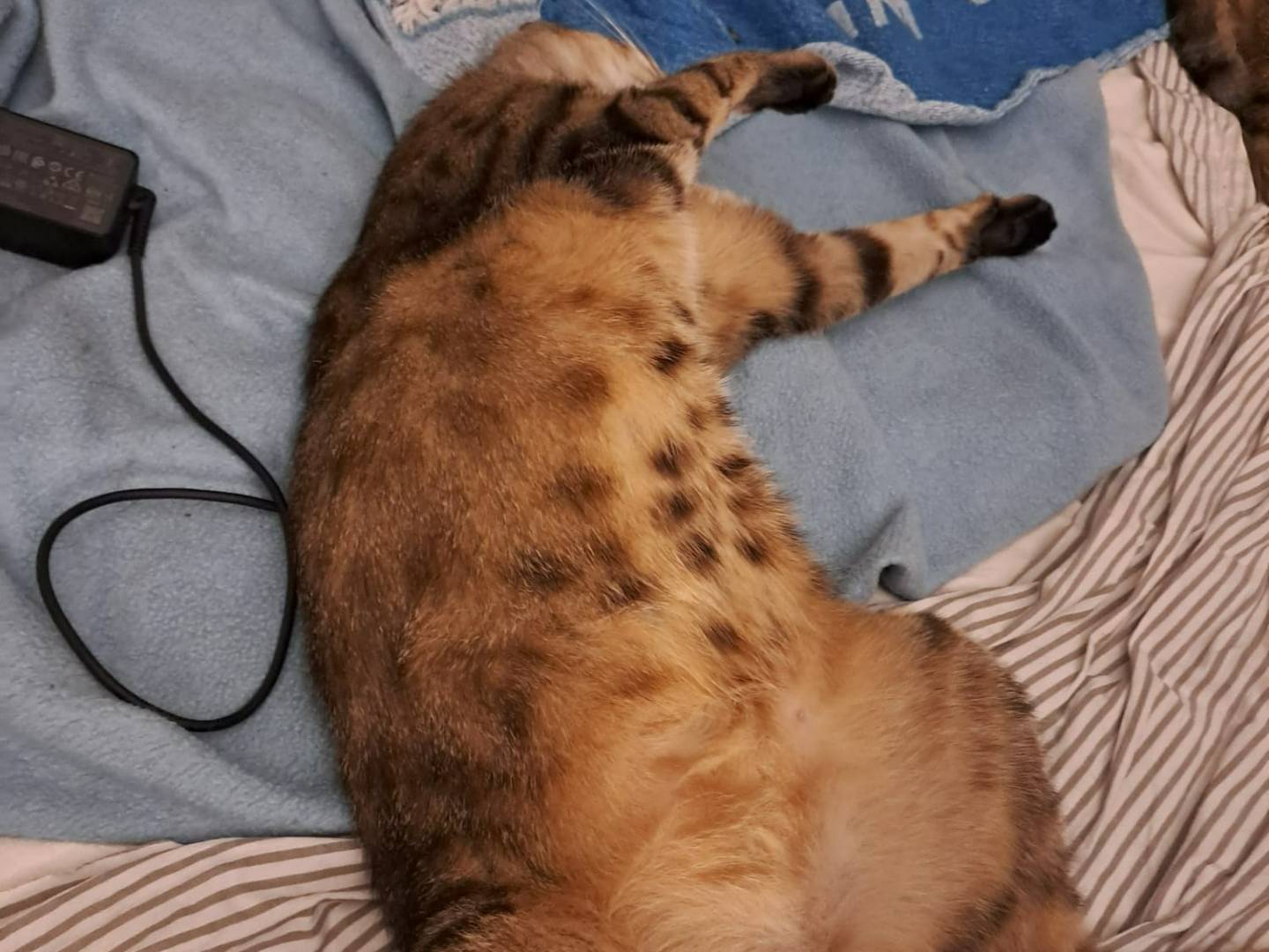 Adozione gatto, maschio, Razza sconosciuta Razza sconosciuta, 1 anno e 8 mesi, taglia non valida, Pavia