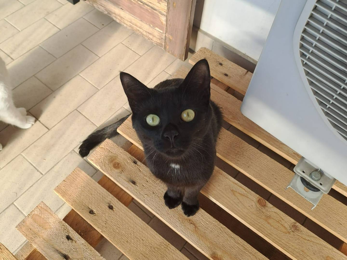 Adozione gatto, maschio, Razza sconosciuta Razza sconosciuta, 1 anno e 8 mesi, taglia non valida, Pavia
