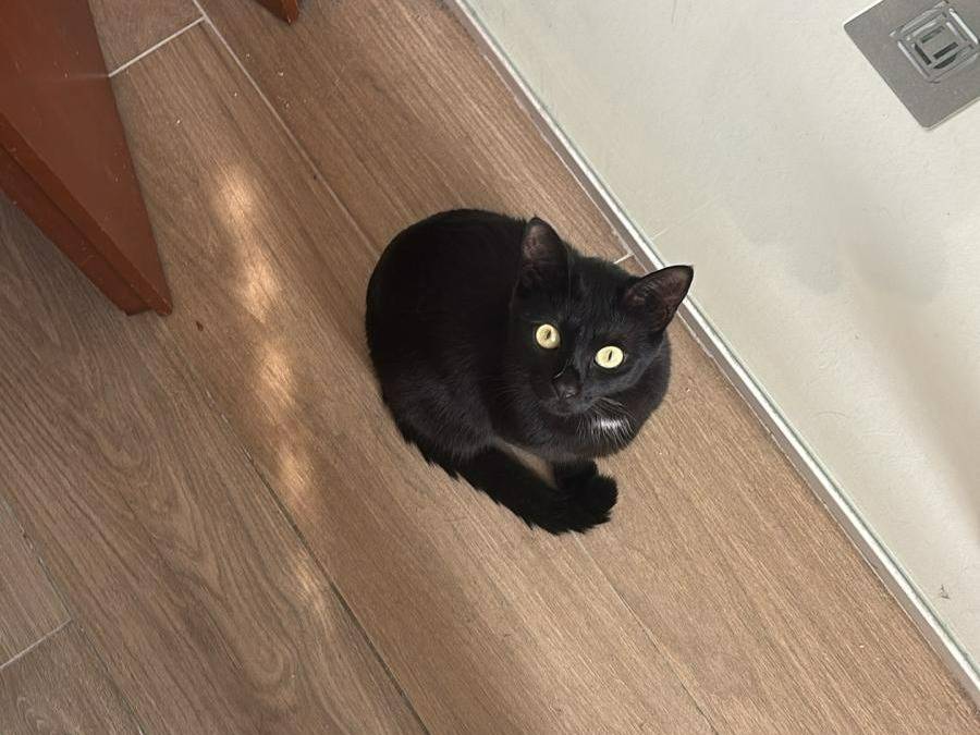 Adotta un gatto, maschio, 1 anno e 8 mesi, Pavia
