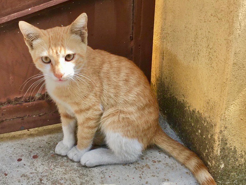 Adozione gatto, maschio, Razza sconosciuta Razza sconosciuta, 3 mesi, taglia non valida, Milano