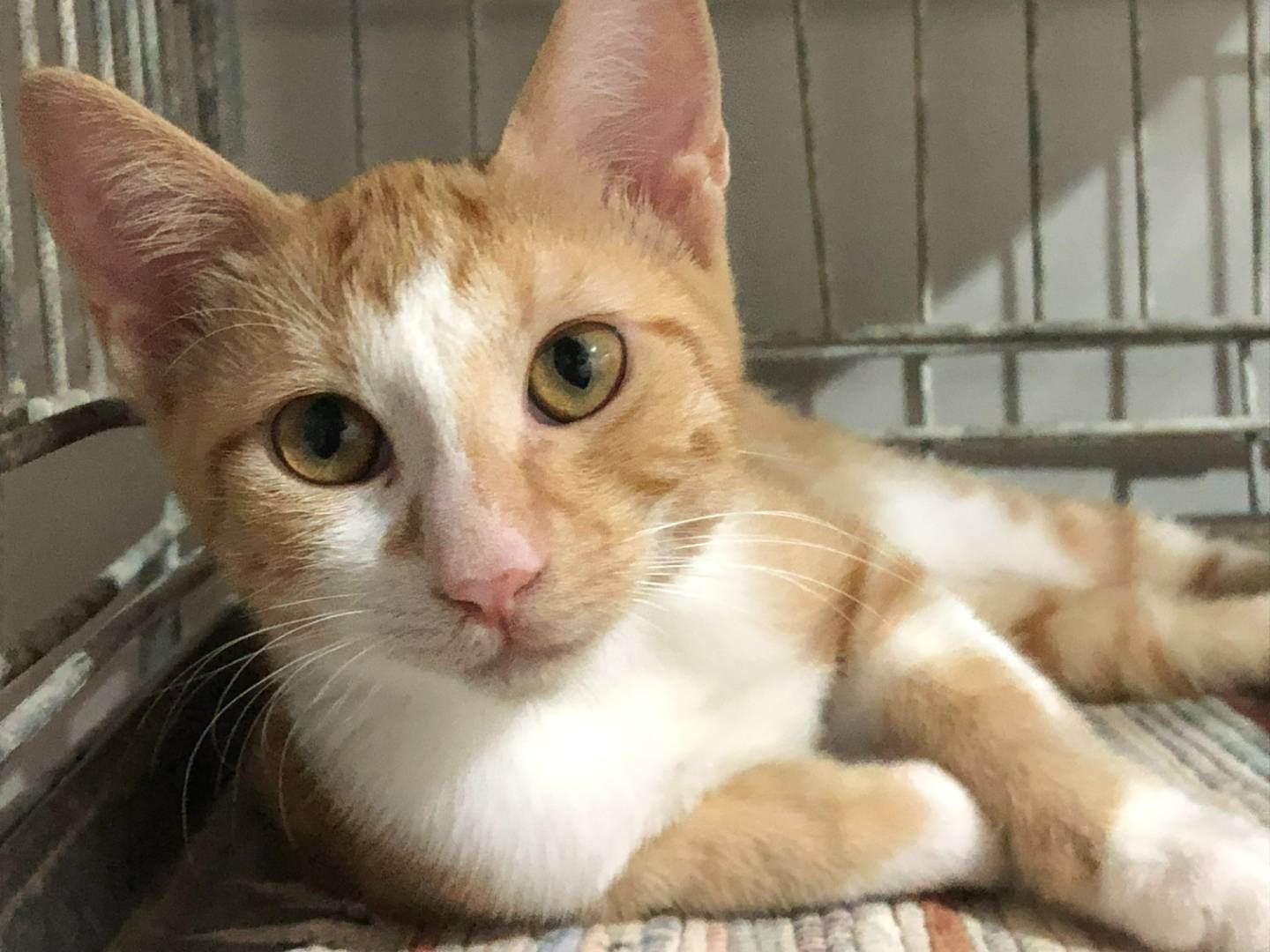 Adotta un gatto, maschio, 2 mesi, Milano