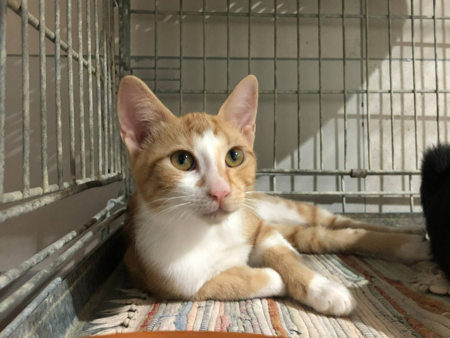Adotta un gatto, taglia non valida, maschio, Milano