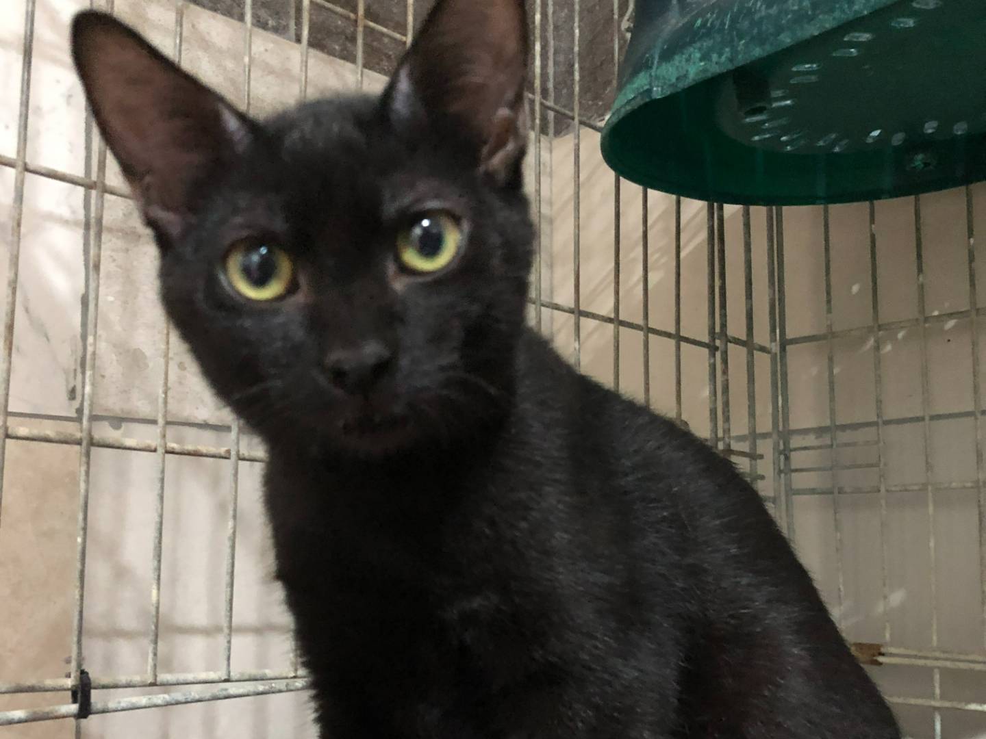 Adozione gatto, maschio, Razza sconosciuta Razza sconosciuta, 2 mesi, taglia non valida, Milano