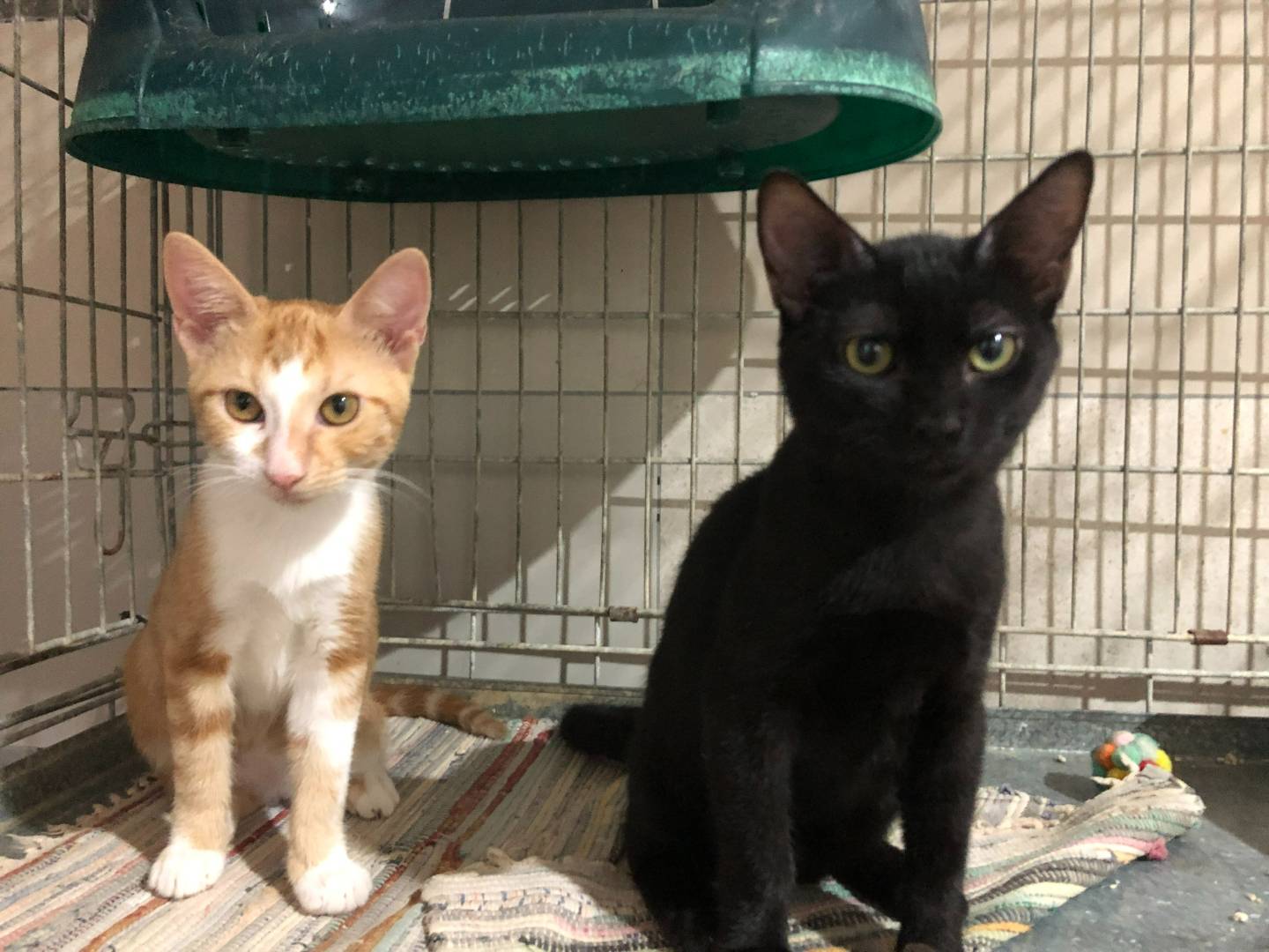 Adotta un gatto, maschio, 2 mesi, Milano