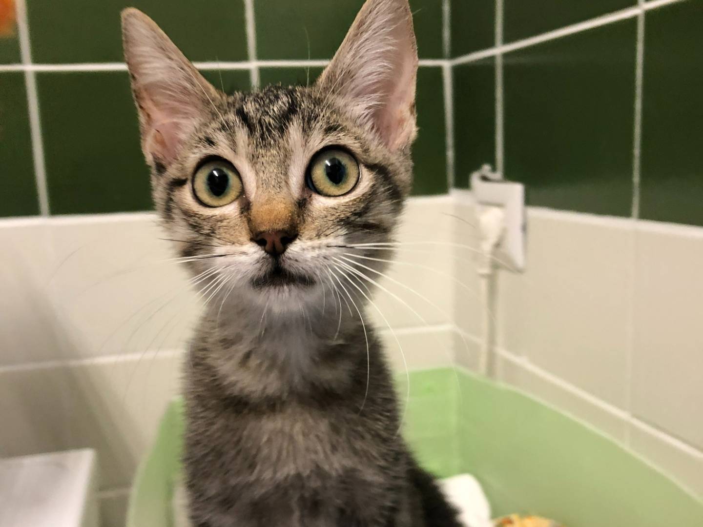 Adozione gatto, maschio, Razza sconosciuta Razza sconosciuta, 3 mesi, taglia non valida, Milano