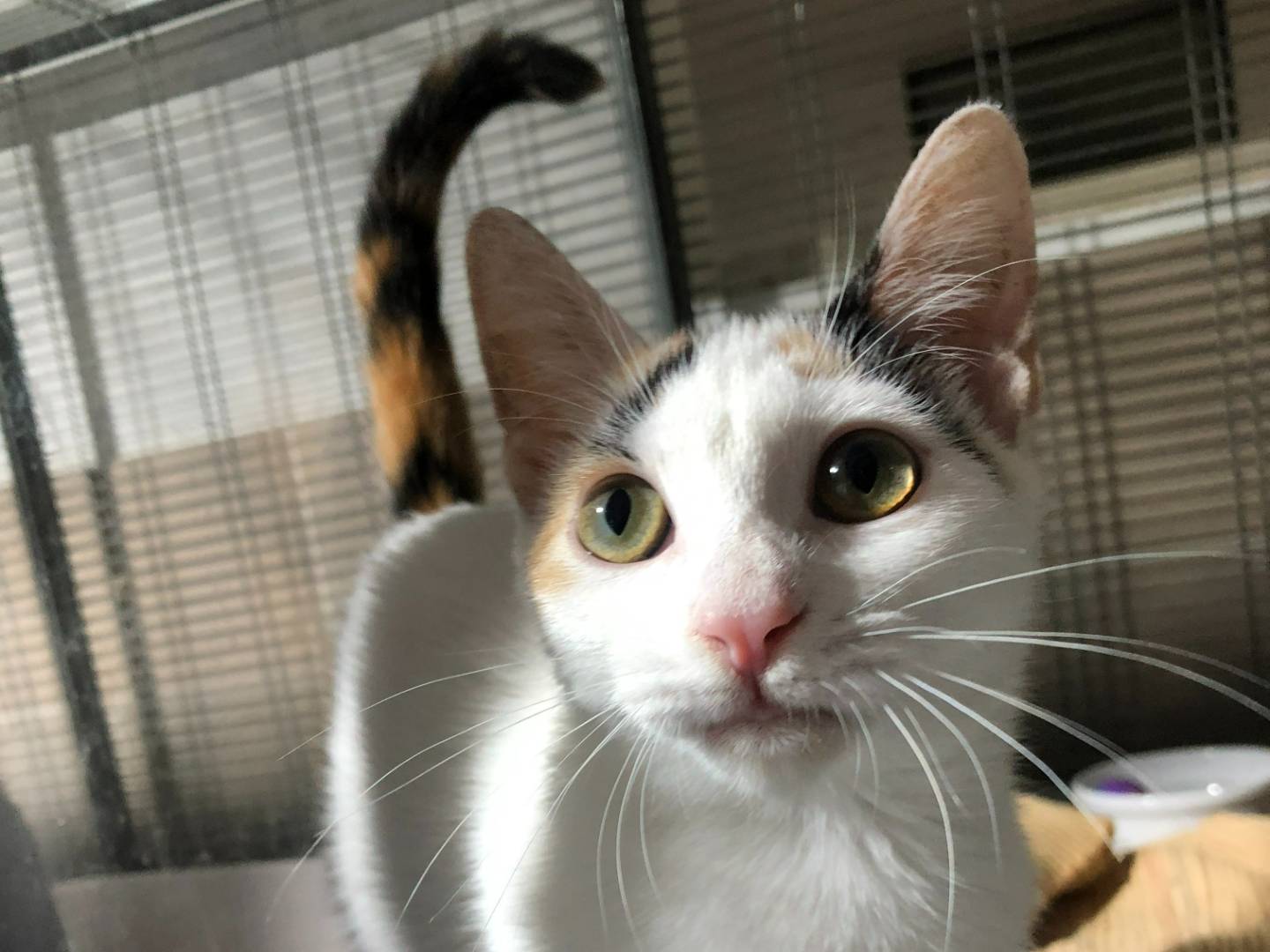 Adozione gatto, femmina, Razza sconosciuta Razza sconosciuta, 4 mesi, taglia non valida, Milano