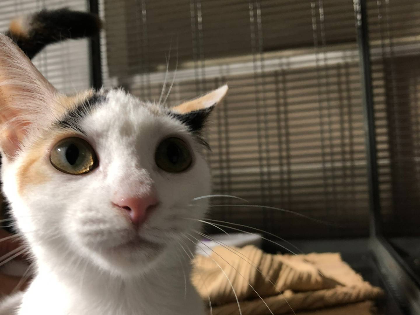 Adotta un gatto, taglia non valida, femmina, Milano