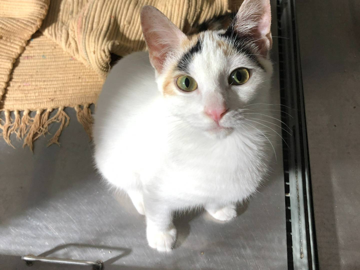 Vuoi adottare un gatto a Milano?