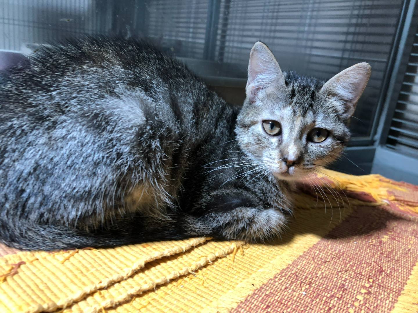 Adozione gatto, femmina, Razza sconosciuta Razza sconosciuta, 3 mesi, taglia non valida, Milano