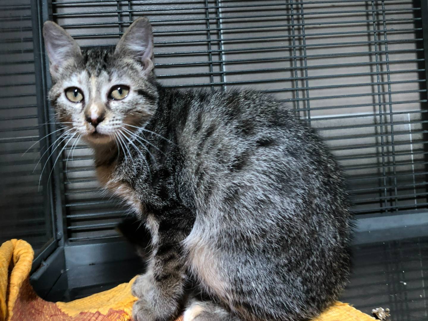 Adotta un gatto, femmina, 3 mesi, Milano