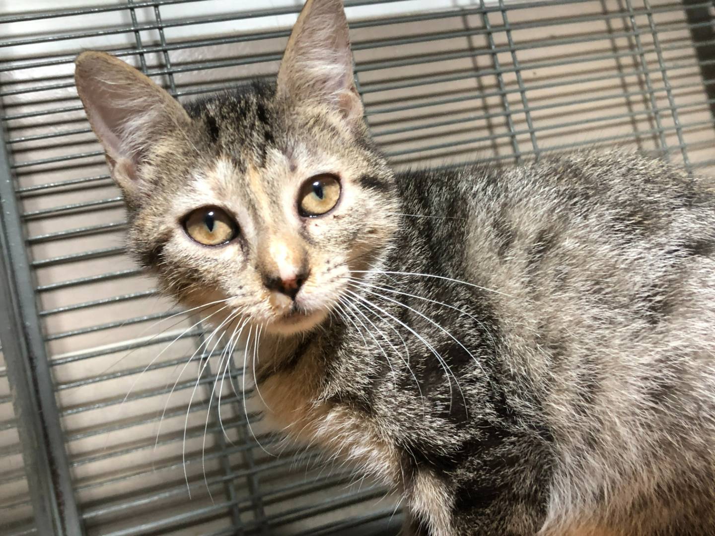 Adotta un gatto, taglia non valida, femmina, Milano