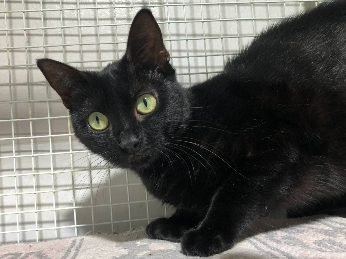 Adozione gatto, femmina, Razza sconosciuta Razza sconosciuta, 3 mesi, taglia non valida, Milano
