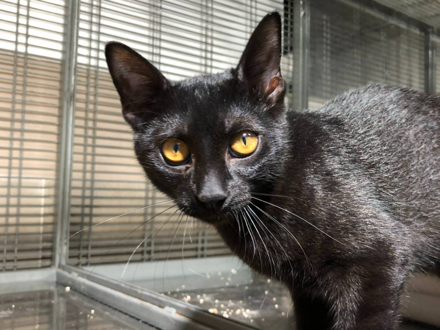 Adotta un gatto, femmina, 3 mesi, Milano