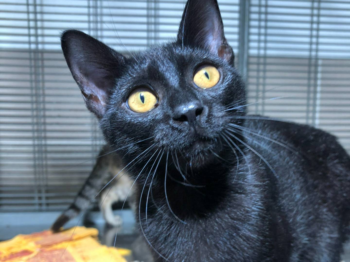 Adotta un gatto, taglia non valida, femmina, Milano