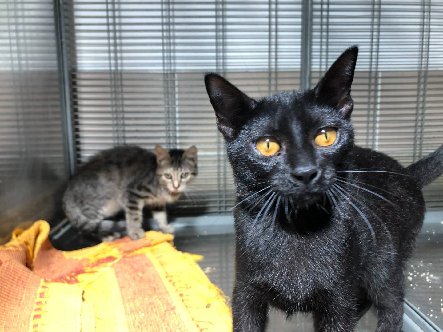 Vuoi adottare un gatto a Milano?