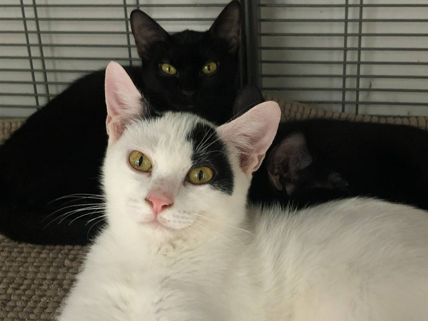 Adozione gatto, maschio, Razza sconosciuta Razza sconosciuta, 4 mesi, taglia non valida, Milano