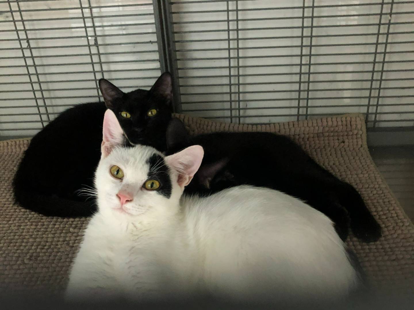 Adotta un gatto, maschio, 4 mesi, Milano