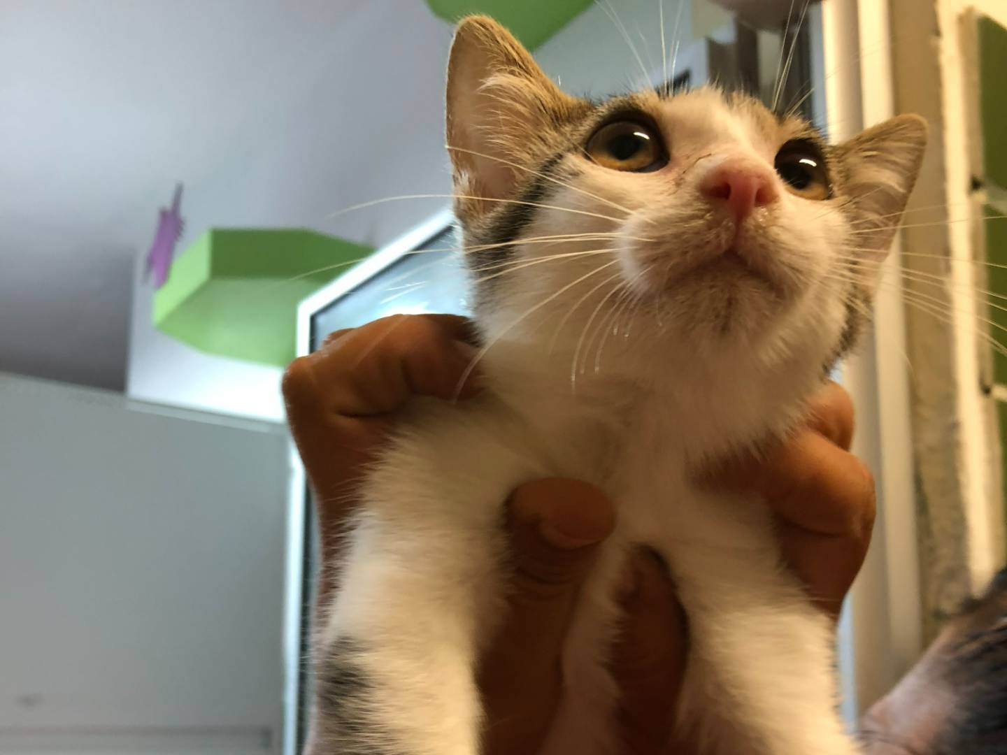 Adotta un gatto, maschio, 3 mesi, Milano