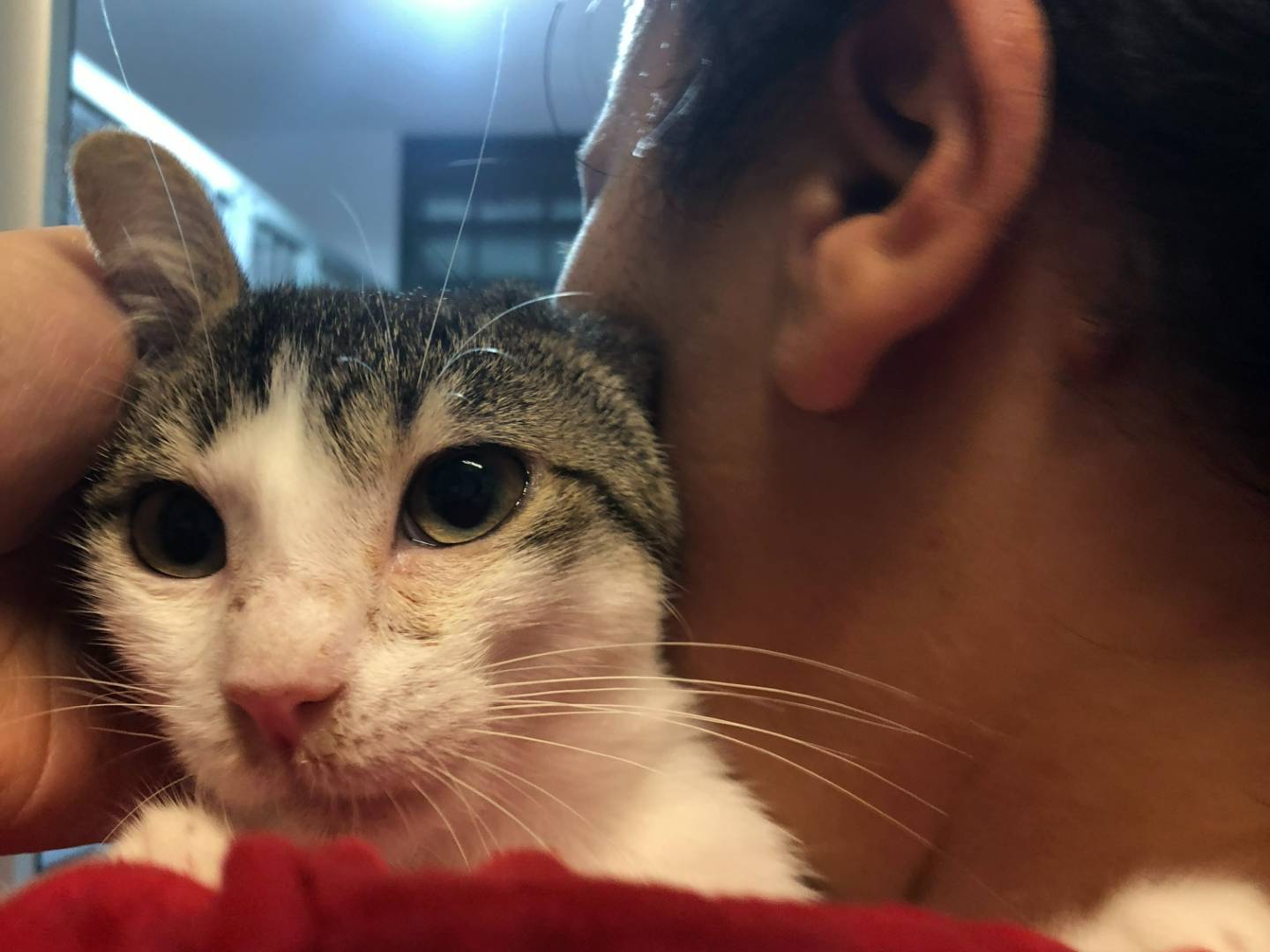 Vuoi adottare un gatto a Milano?