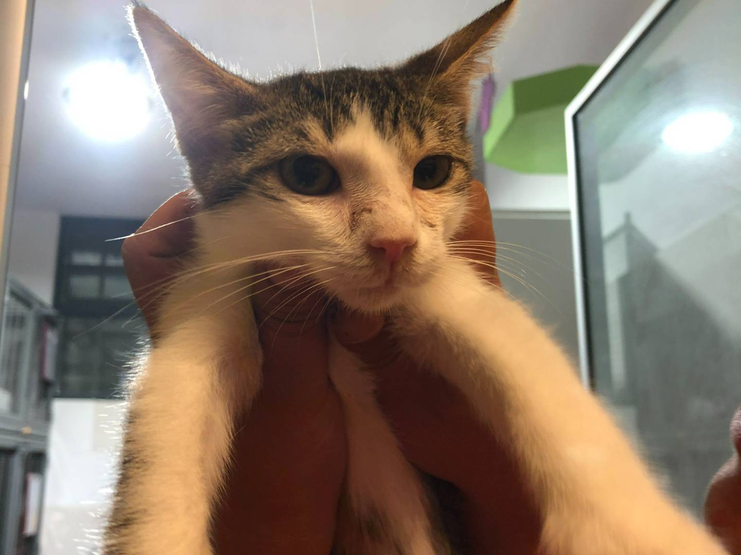 Adotta il gatto Rufus a Milano