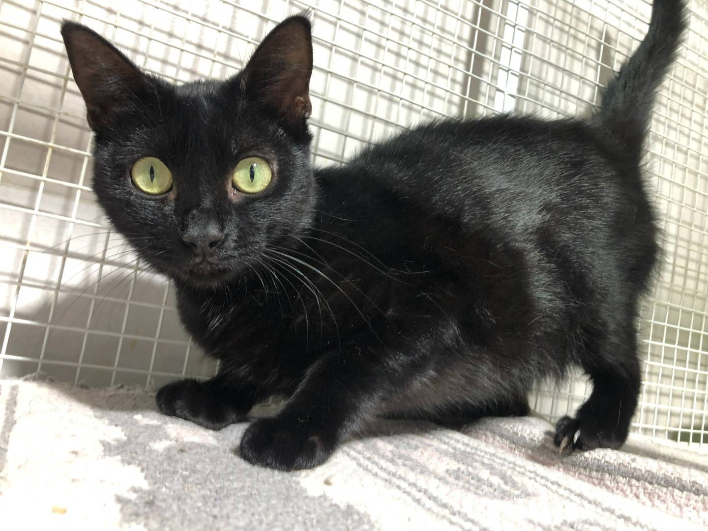 Adozione gatto, femmina, Razza sconosciuta Razza sconosciuta, 1 anno, taglia non valida, Milano