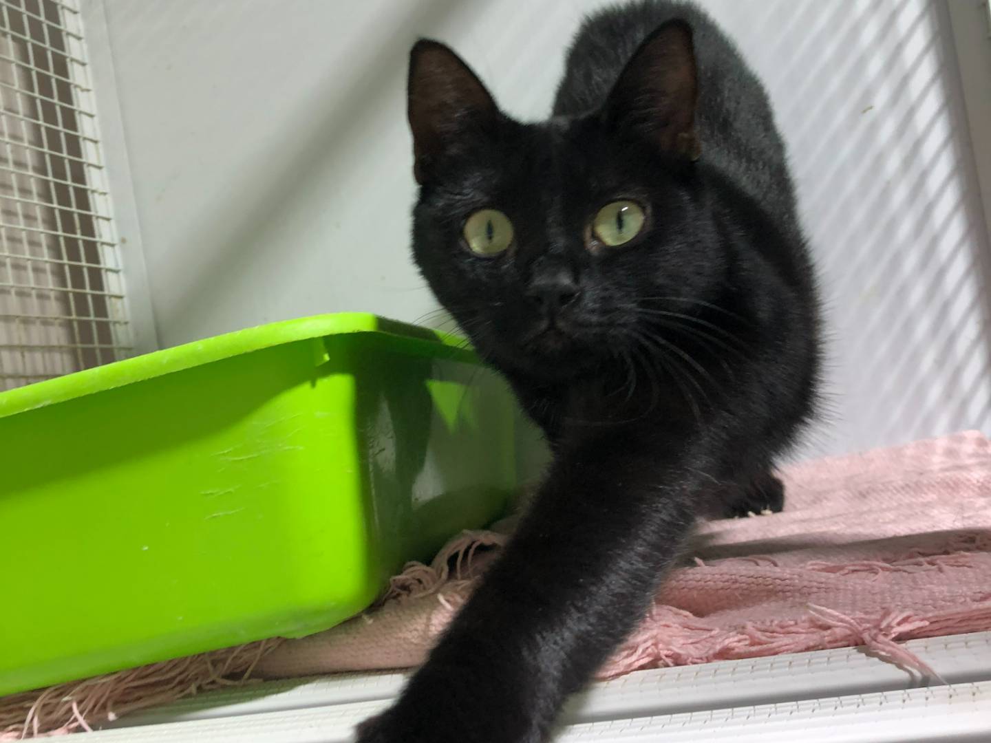 Adotta un gatto, femmina, 1 anno, Milano