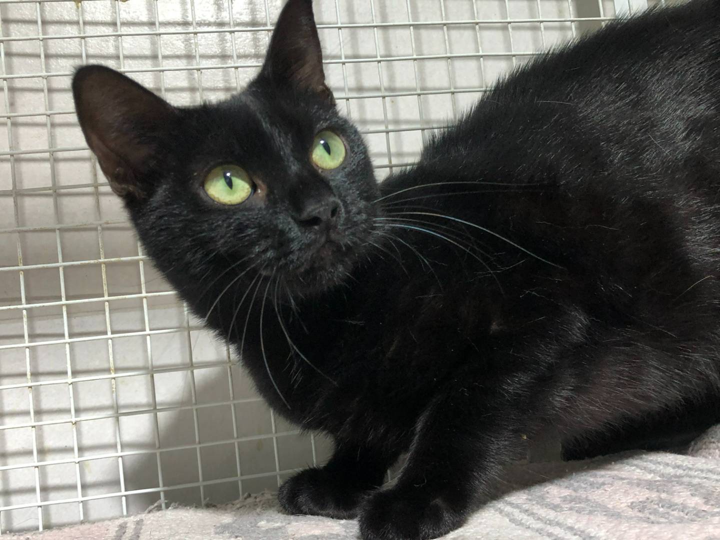 Adotta un gatto, taglia non valida, femmina, Milano