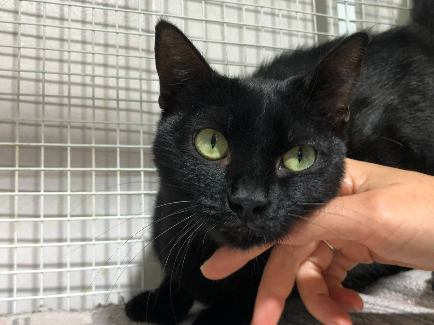 Vuoi adottare un gatto a Milano?