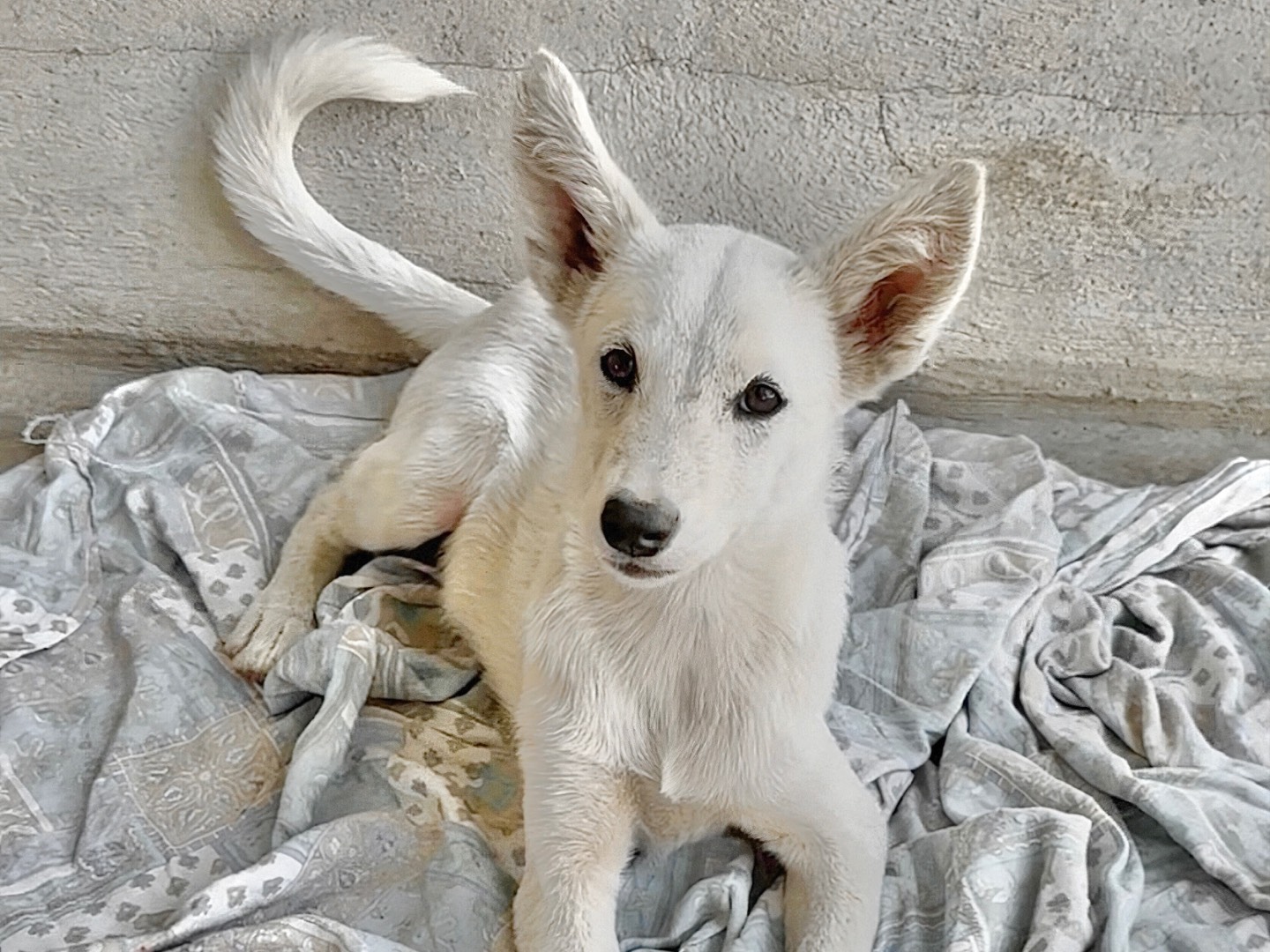Adozione cane, maschio, Razza sconosciuta Razza sconosciuta, 4 mesi, taglia media contenuta, Massa