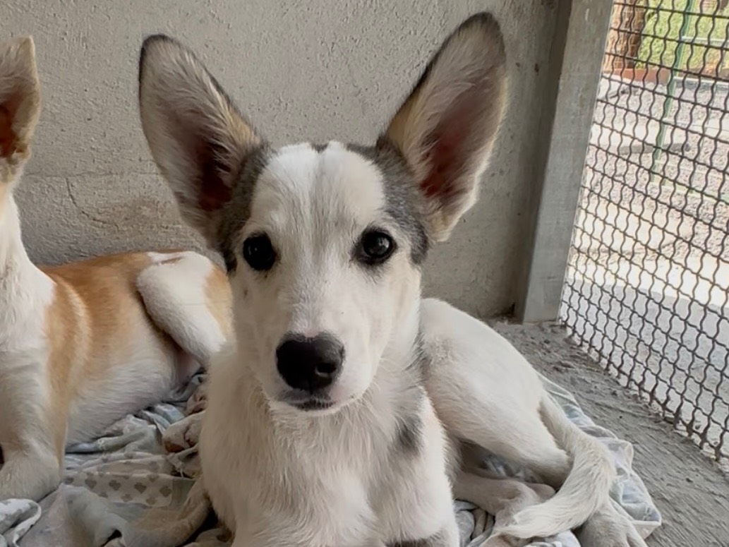 Adozione cane, femmina, Razza sconosciuta Razza sconosciuta, 4 mesi, taglia media contenuta, Massa