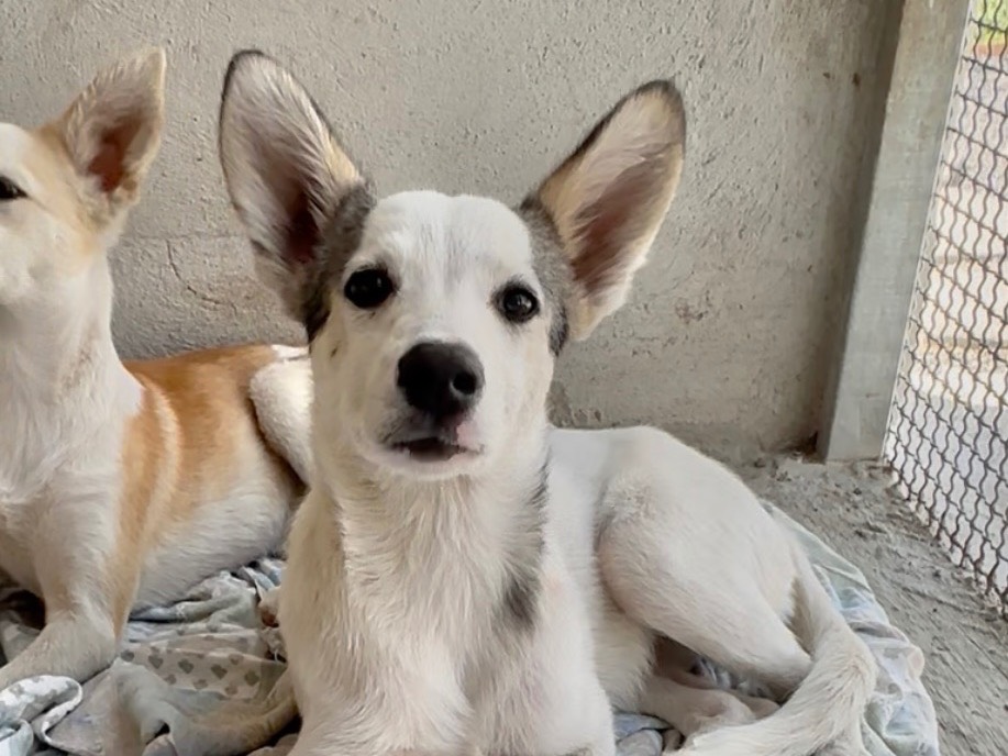 Adotta un cane, femmina, 4 mesi, Massa