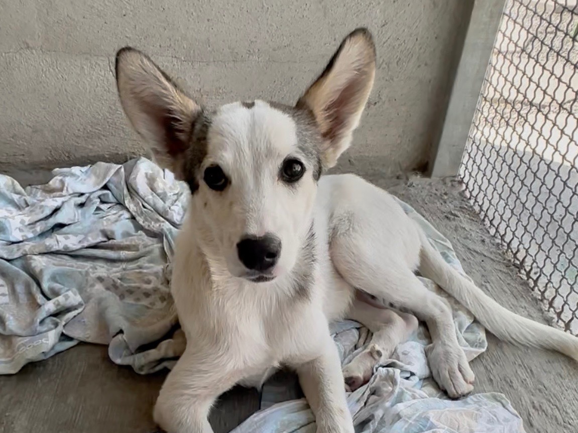 Adotta un cane, taglia media contenuta, femmina, Massa