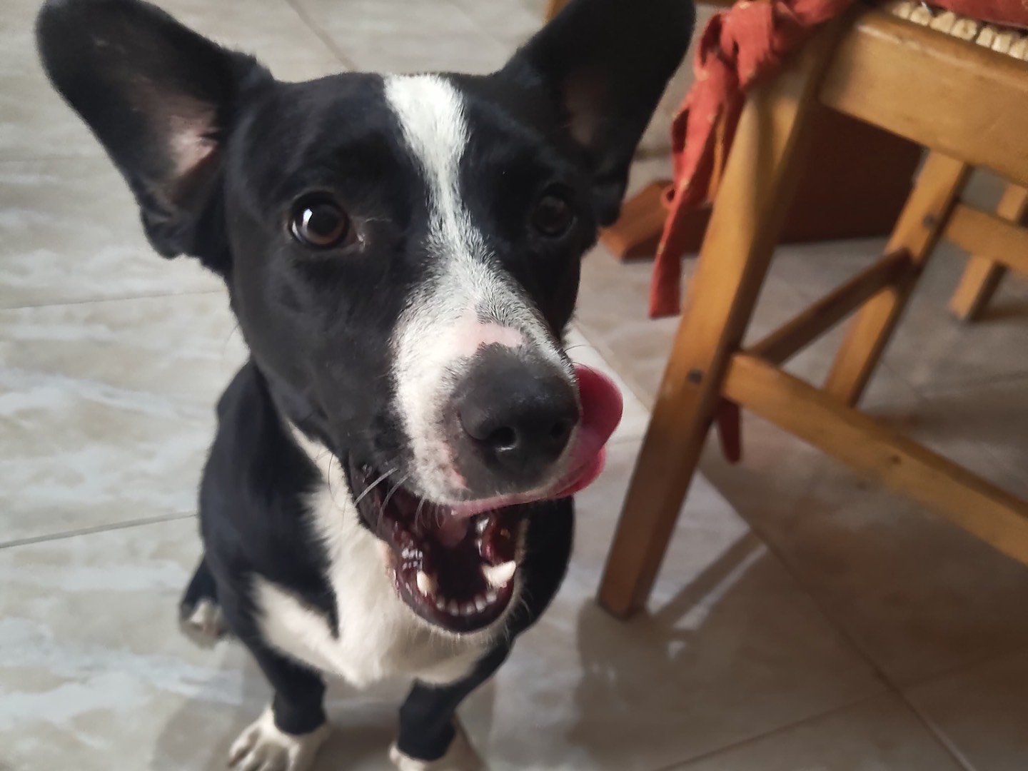 Adozione cane, femmina, Razza sconosciuta Bassotto, 1 anno e 11 mesi, taglia media contenuta, Avellino