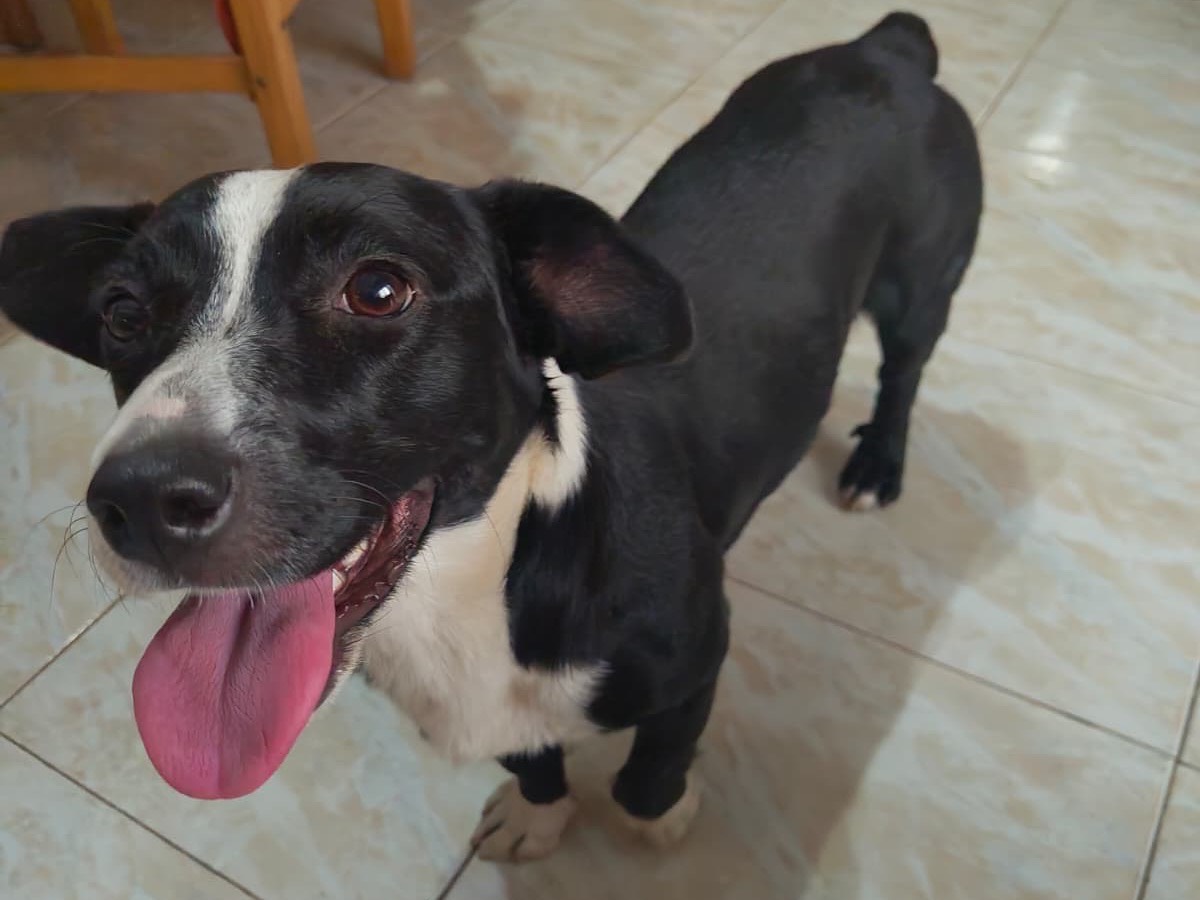 Adotta un cane, femmina, 1 anno e 11 mesi, Avellino