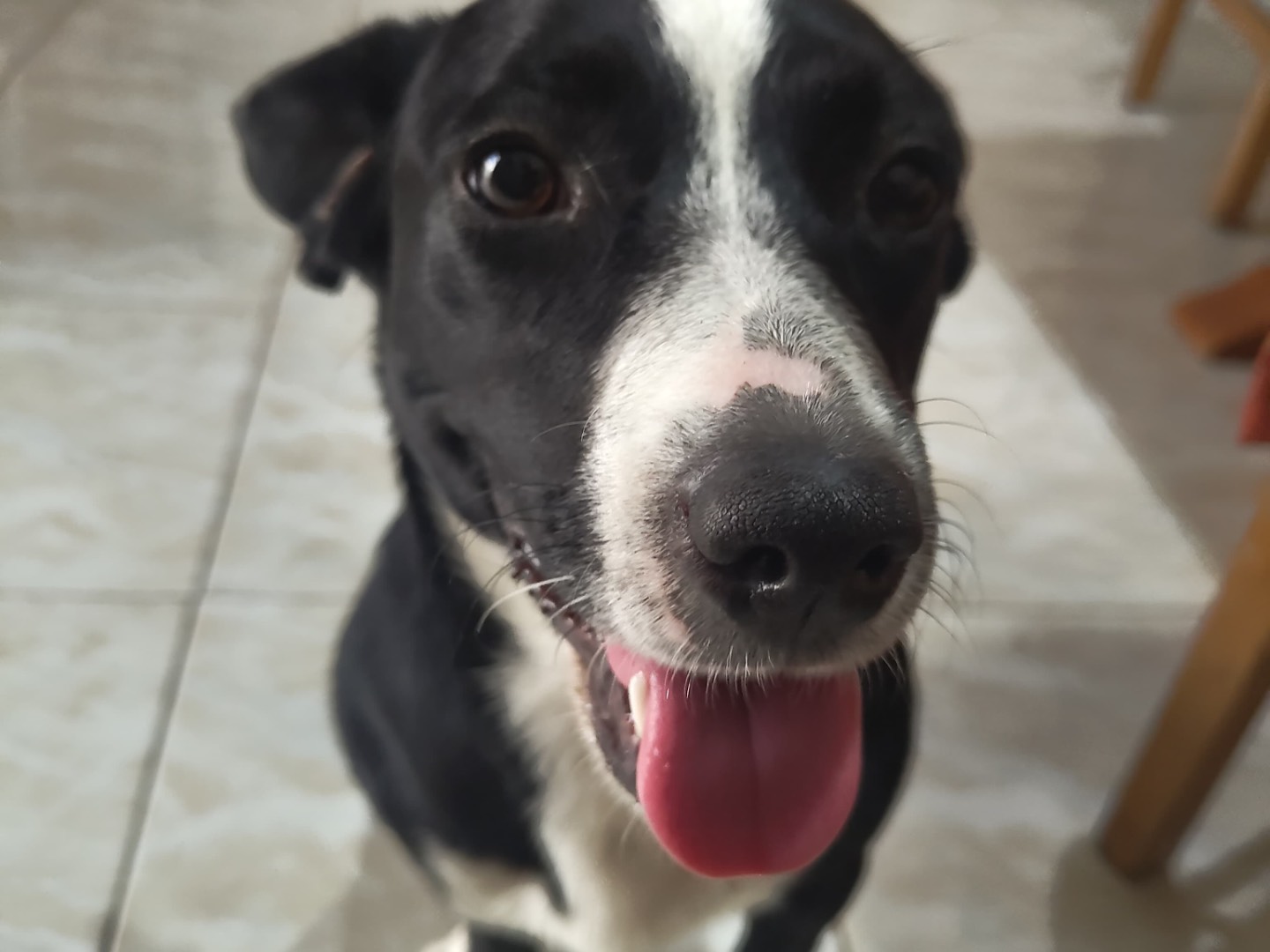 Adotta un cane, taglia media contenuta, femmina, Avellino